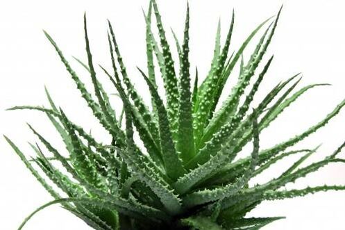 Aloe vera at Men's Defence